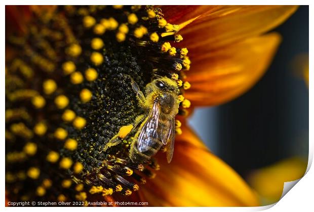 Happy Bee Print by Stephen Oliver