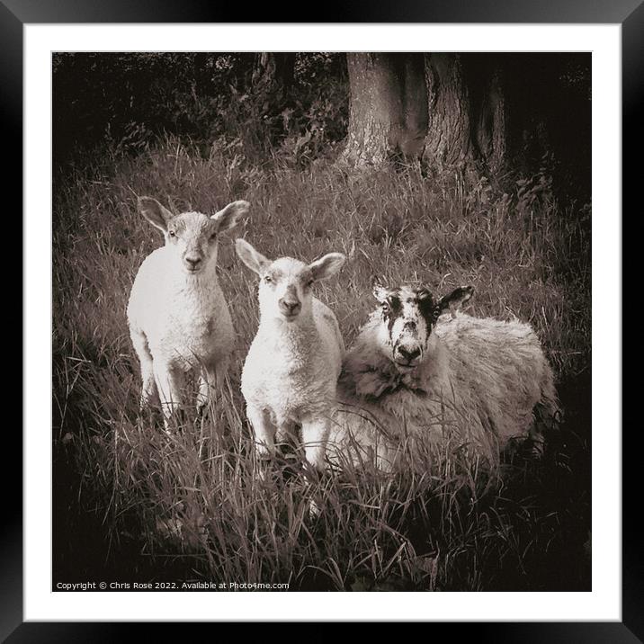 Lake District  sheep,. A ewe and two lambs in long Framed Mounted Print by Chris Rose
