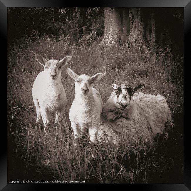 Lake District  sheep,. A ewe and two lambs in long Framed Print by Chris Rose