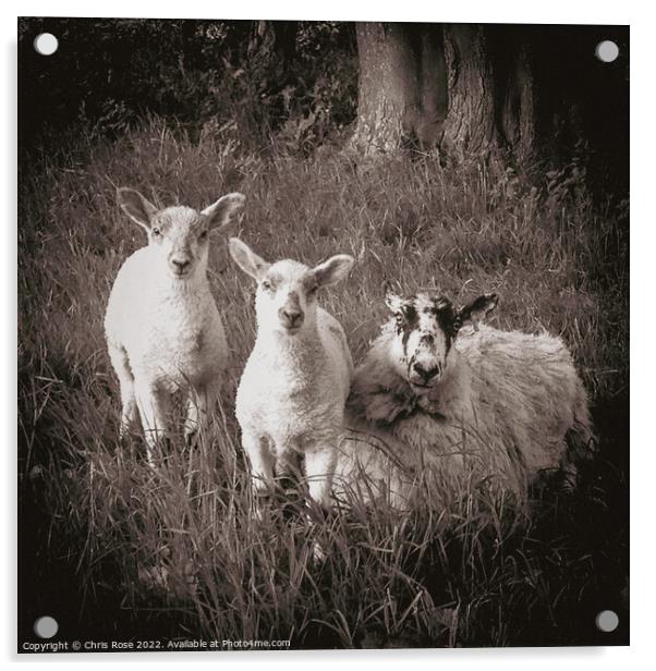 Lake District  sheep,. A ewe and two lambs in long Acrylic by Chris Rose