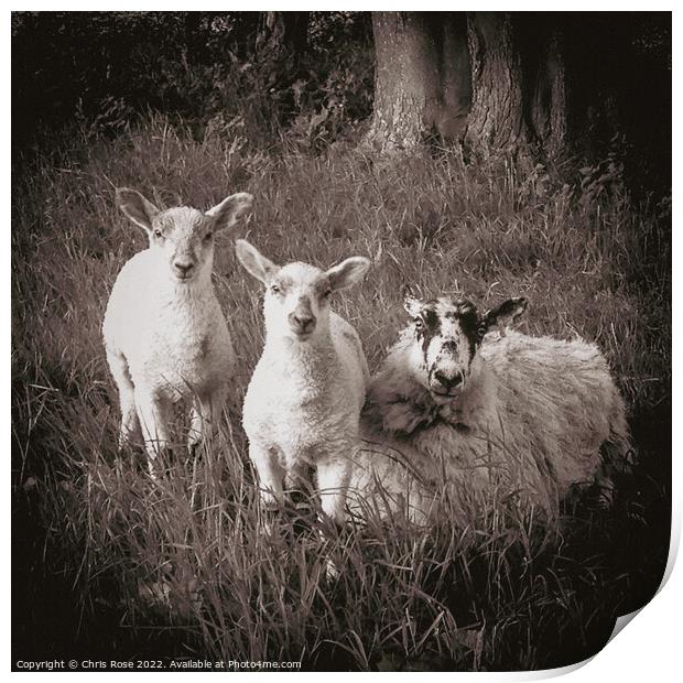 Lake District  sheep,. A ewe and two lambs in long Print by Chris Rose