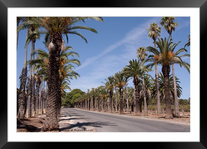 Road lined with date palms Framed Mounted Print by Sally Wallis