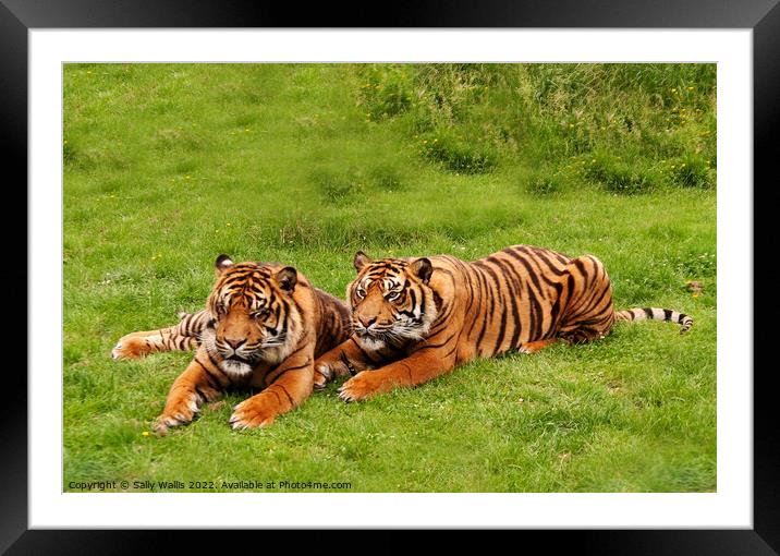 Amur Tiger twins relaxing in a grassy area Framed Mounted Print by Sally Wallis