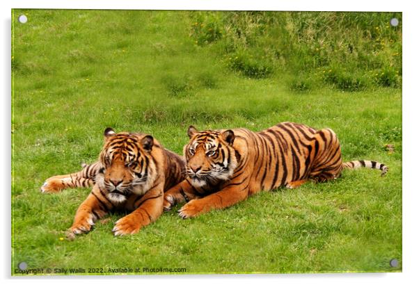 Amur Tiger twins relaxing in a grassy area Acrylic by Sally Wallis