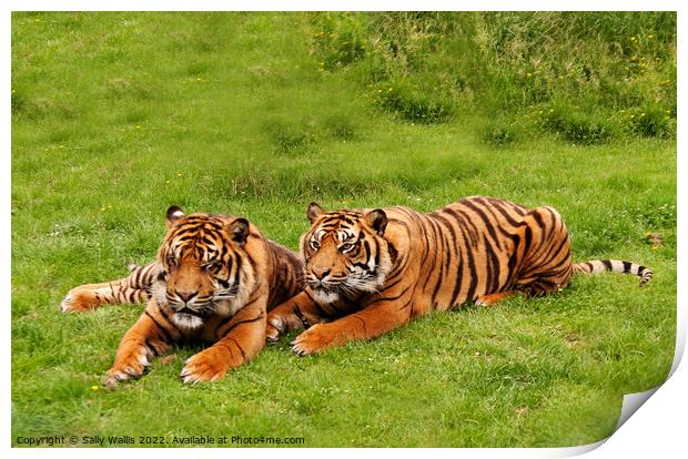 Amur Tiger twins relaxing in a grassy area Print by Sally Wallis