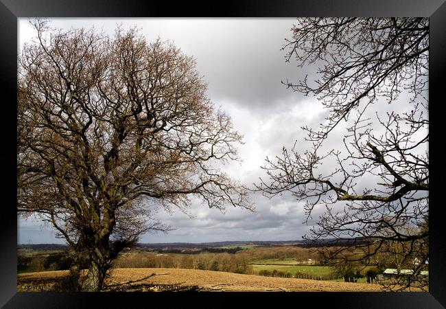 Stormy sky & oak trees Framed Print by Sally Wallis
