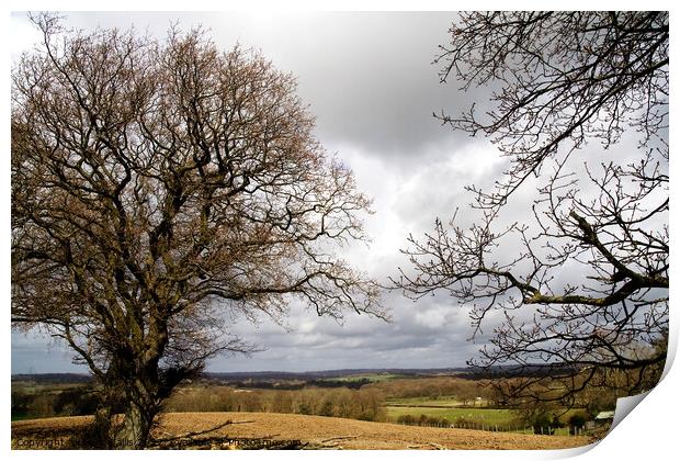 Stormy sky & oak trees Print by Sally Wallis