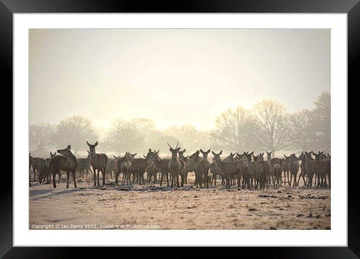 Red Deer Herd Framed Mounted Print by Ian Derry
