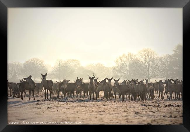 Red Deer Herd Framed Print by Ian Derry
