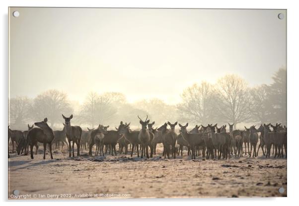 Red Deer Herd Acrylic by Ian Derry