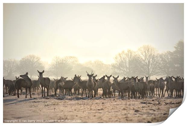 Red Deer Herd Print by Ian Derry