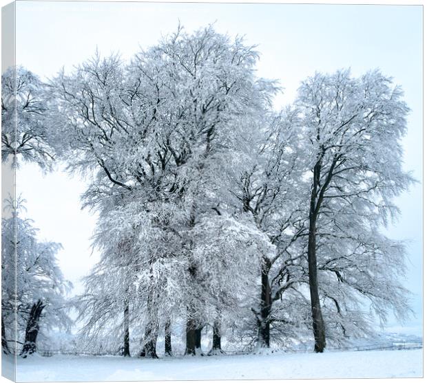Hoar Frosted trees Canvas Print by Simon Johnson