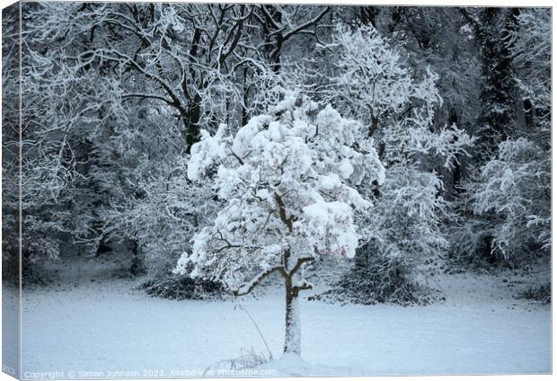 Snow clad tree Canvas Print by Simon Johnson