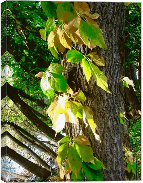 Vines Canvas Print by Stephanie Moore