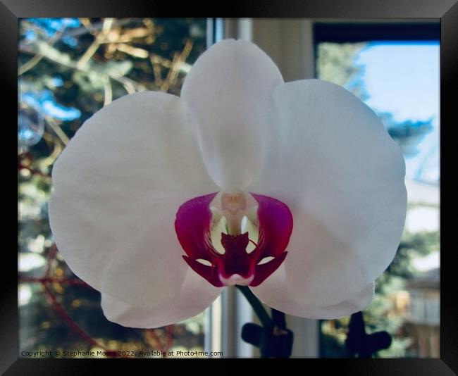 Orchid Framed Print by Stephanie Moore