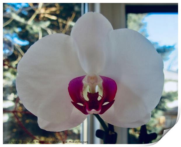 Orchid Print by Stephanie Moore