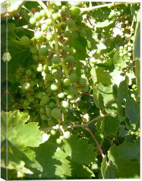 Sunlit grapes Canvas Print by Stephanie Moore