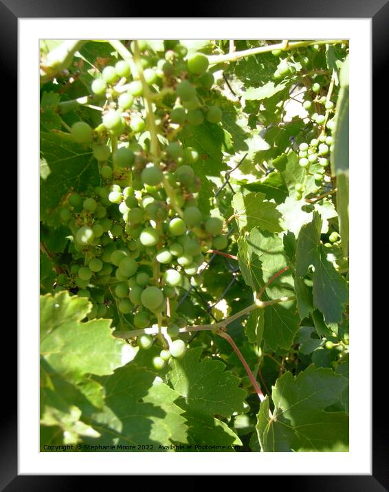 Sunlit grapes Framed Mounted Print by Stephanie Moore
