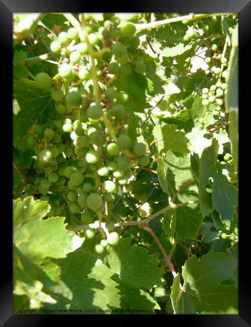 Sunlit grapes Framed Print by Stephanie Moore