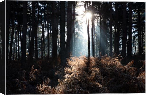 Sunshine through the trees Canvas Print by Steve Hughes