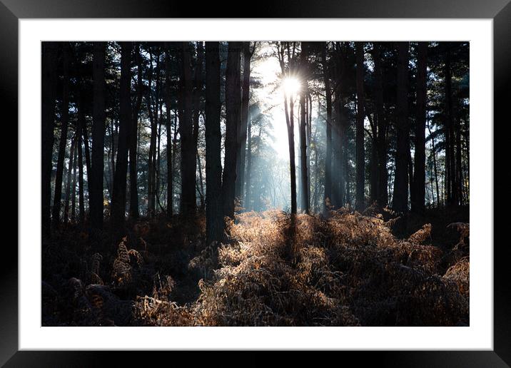 Sunshine through the trees Framed Mounted Print by Steve Hughes