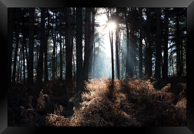 Sunshine through the trees Framed Print by Steve Hughes