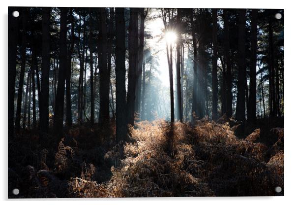 Sunshine through the trees Acrylic by Steve Hughes