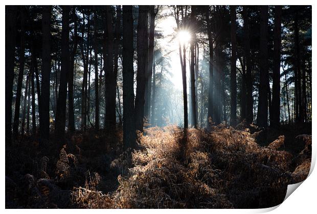 Sunshine through the trees Print by Steve Hughes