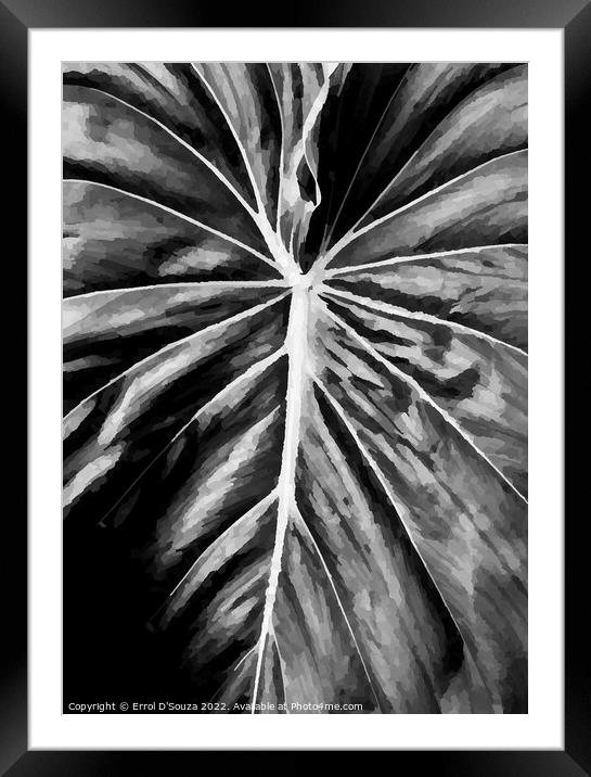 Leaf Close Up Framed Mounted Print by Errol D'Souza