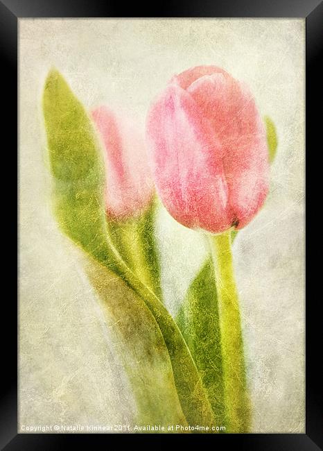 Textured Tulip Framed Print by Natalie Kinnear