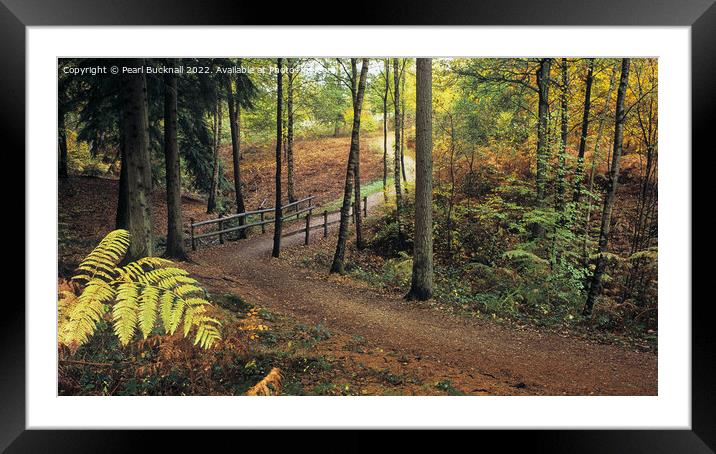 Alice Holt Woodland Path in Autumn panoramic Framed Mounted Print by Pearl Bucknall