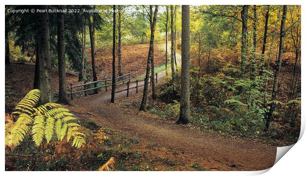 Alice Holt Woodland Path in Autumn panoramic Print by Pearl Bucknall