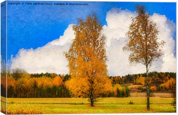Birch Trees in Autumnal Light Canvas Print by Taina Sohlman