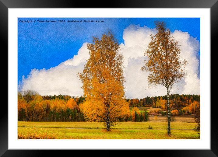 Birch Trees in Autumnal Light Framed Mounted Print by Taina Sohlman