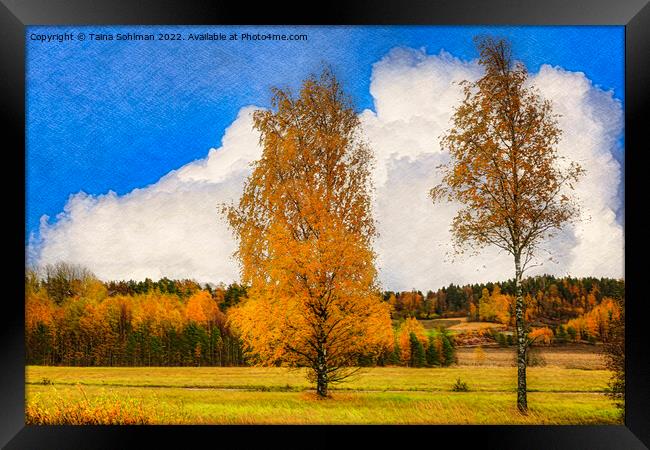 Birch Trees in Autumnal Light Framed Print by Taina Sohlman