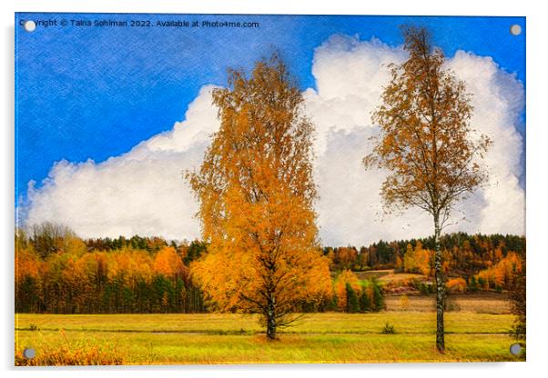 Birch Trees in Autumnal Light Acrylic by Taina Sohlman