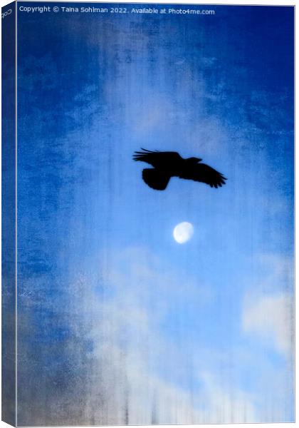 Hooded Crow's Night Flight  Canvas Print by Taina Sohlman