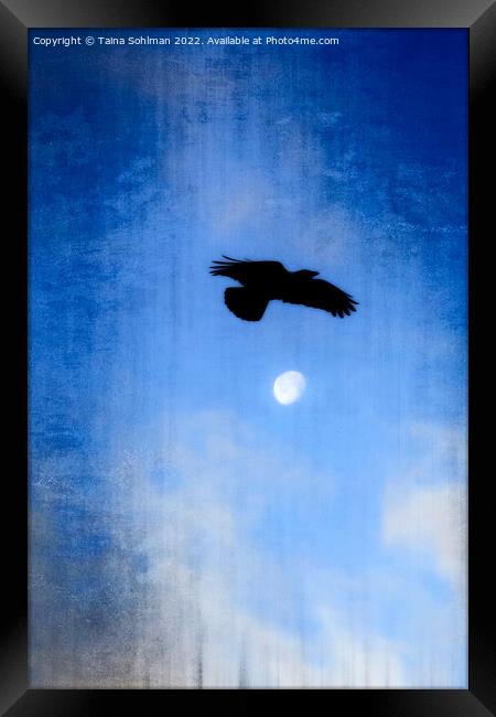 Hooded Crow's Night Flight  Framed Print by Taina Sohlman