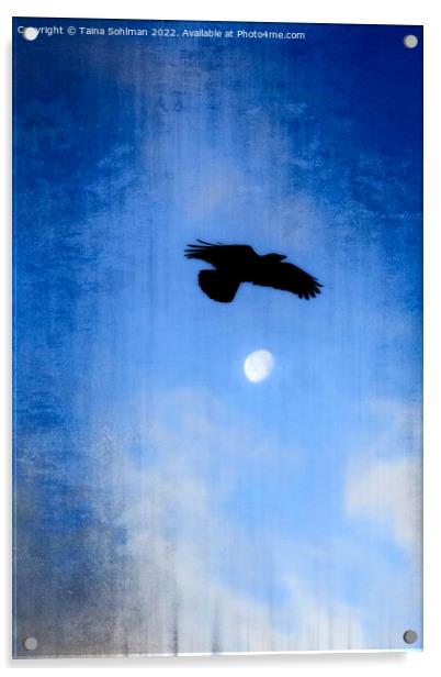 Hooded Crow's Night Flight  Acrylic by Taina Sohlman