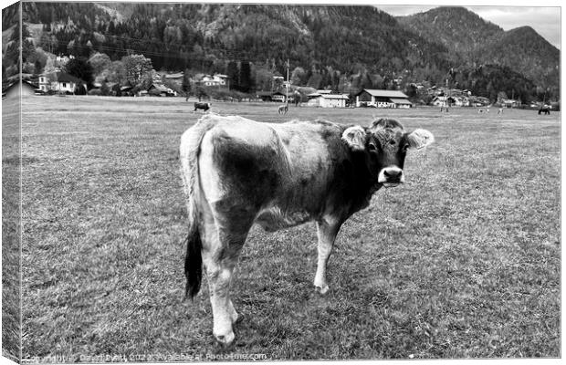 Tyrolean Grey Cow Austria Canvas Print by David Pyatt
