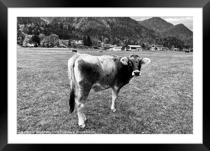 Tyrolean Grey Cow Austria Framed Mounted Print by David Pyatt