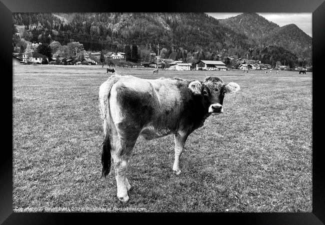Tyrolean Grey Cow Austria Framed Print by David Pyatt