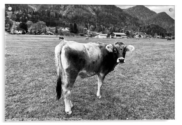 Tyrolean Grey Cow Austria Acrylic by David Pyatt
