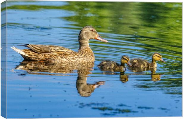 A Mothers Love Canvas Print by Helkoryo Photography