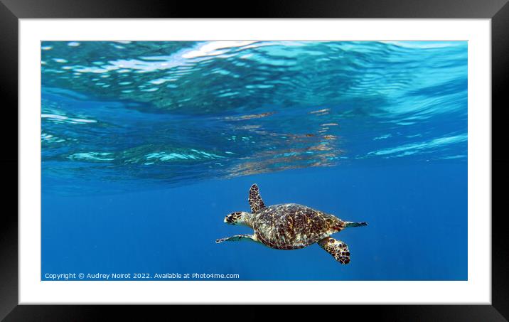 Turtle almost breathing Framed Mounted Print by Audrey Noirot