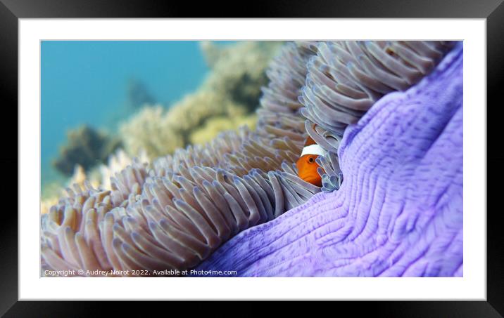 Clownfish hidding Framed Mounted Print by Audrey Noirot