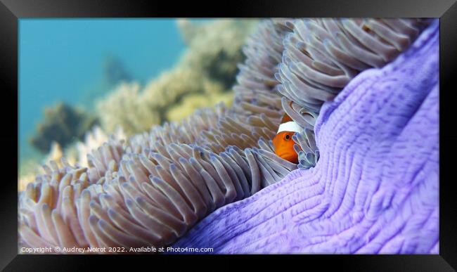 Clownfish hidding Framed Print by Audrey Noirot