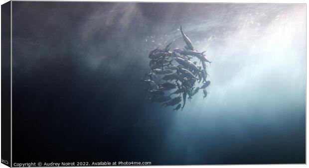 Underwater darkness and sunshine Canvas Print by Audrey Noirot