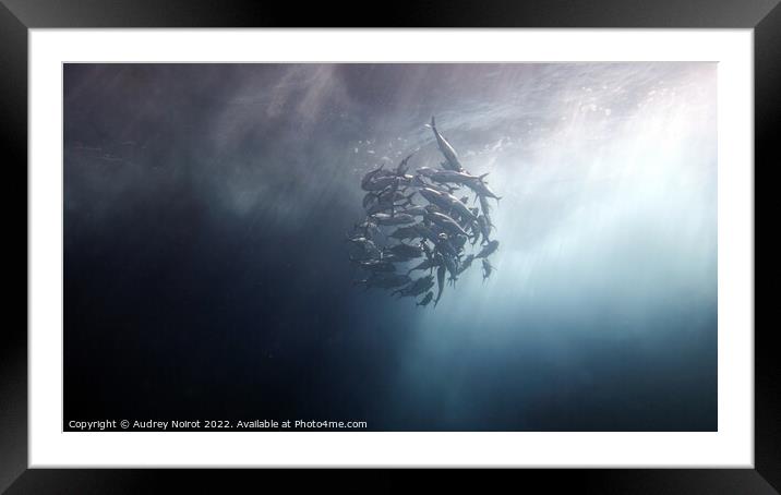 Underwater darkness and sunshine Framed Mounted Print by Audrey Noirot
