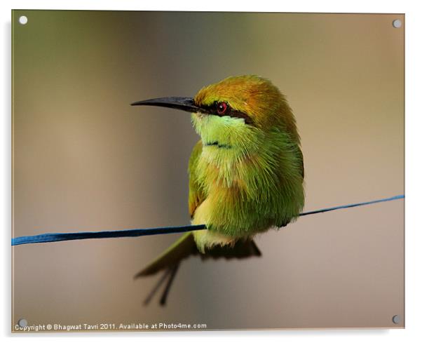 Green Bee-eater Acrylic by Bhagwat Tavri
